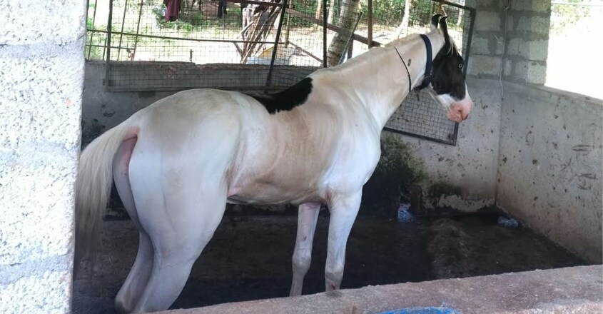 picture - horse